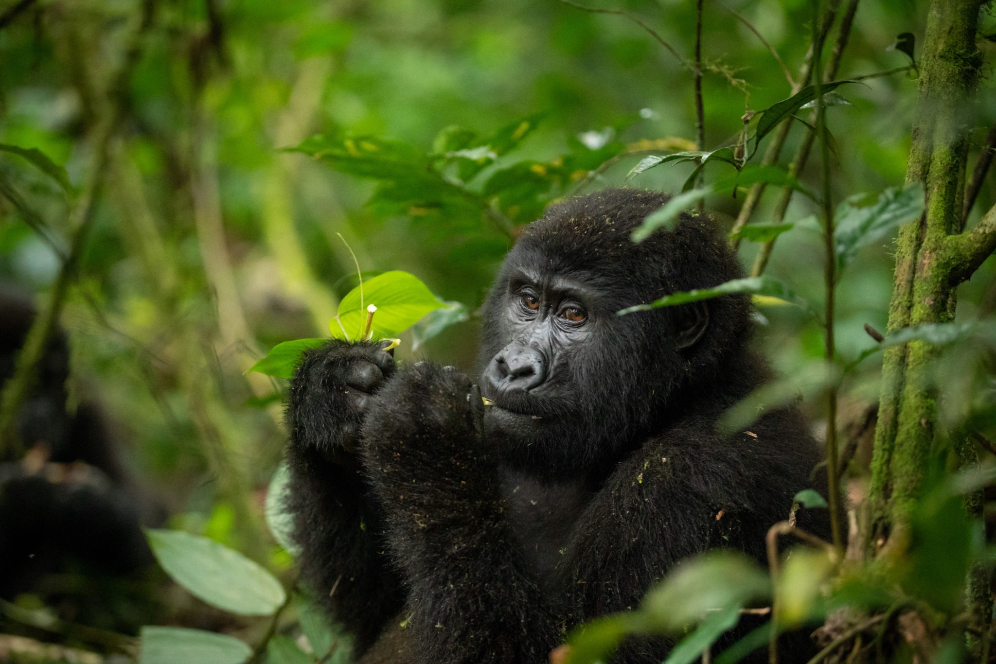 Packing List for High-Altitude Gorilla Trekking