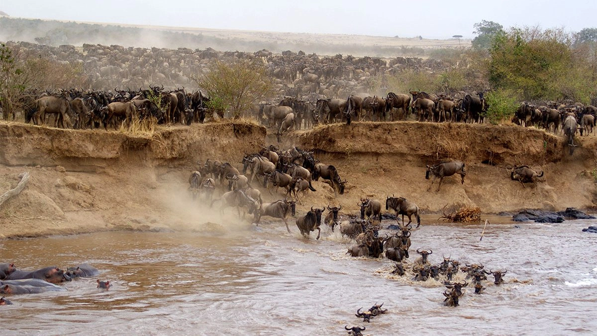 Best Time of Year for the Great Migration