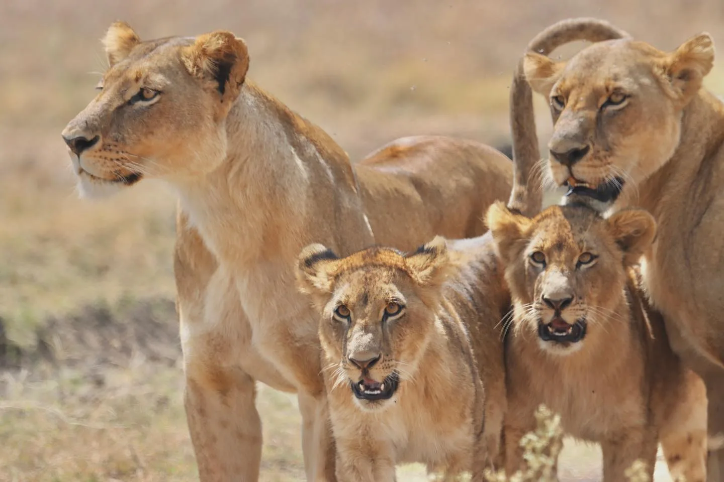 Masai Mara National Reserve