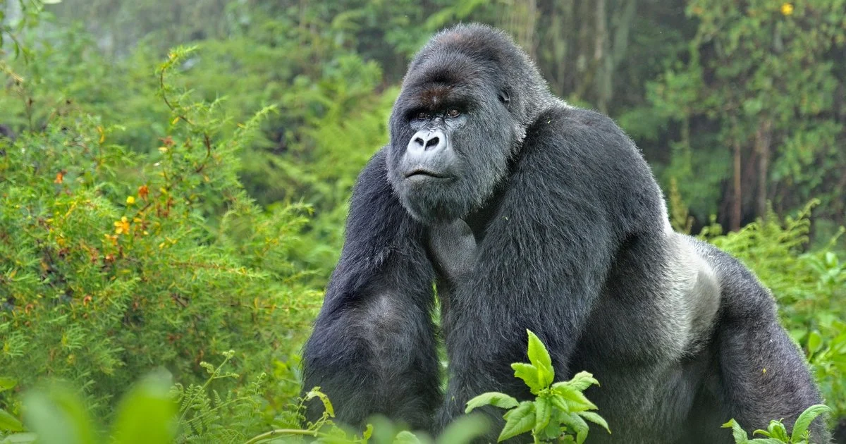 Gorilla Trekking Uganda