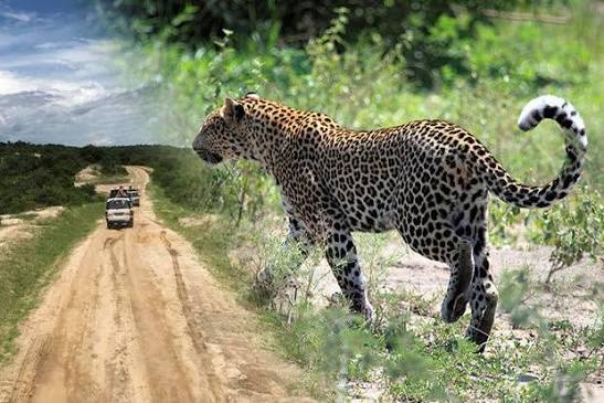 Queen Elizabeth National Park