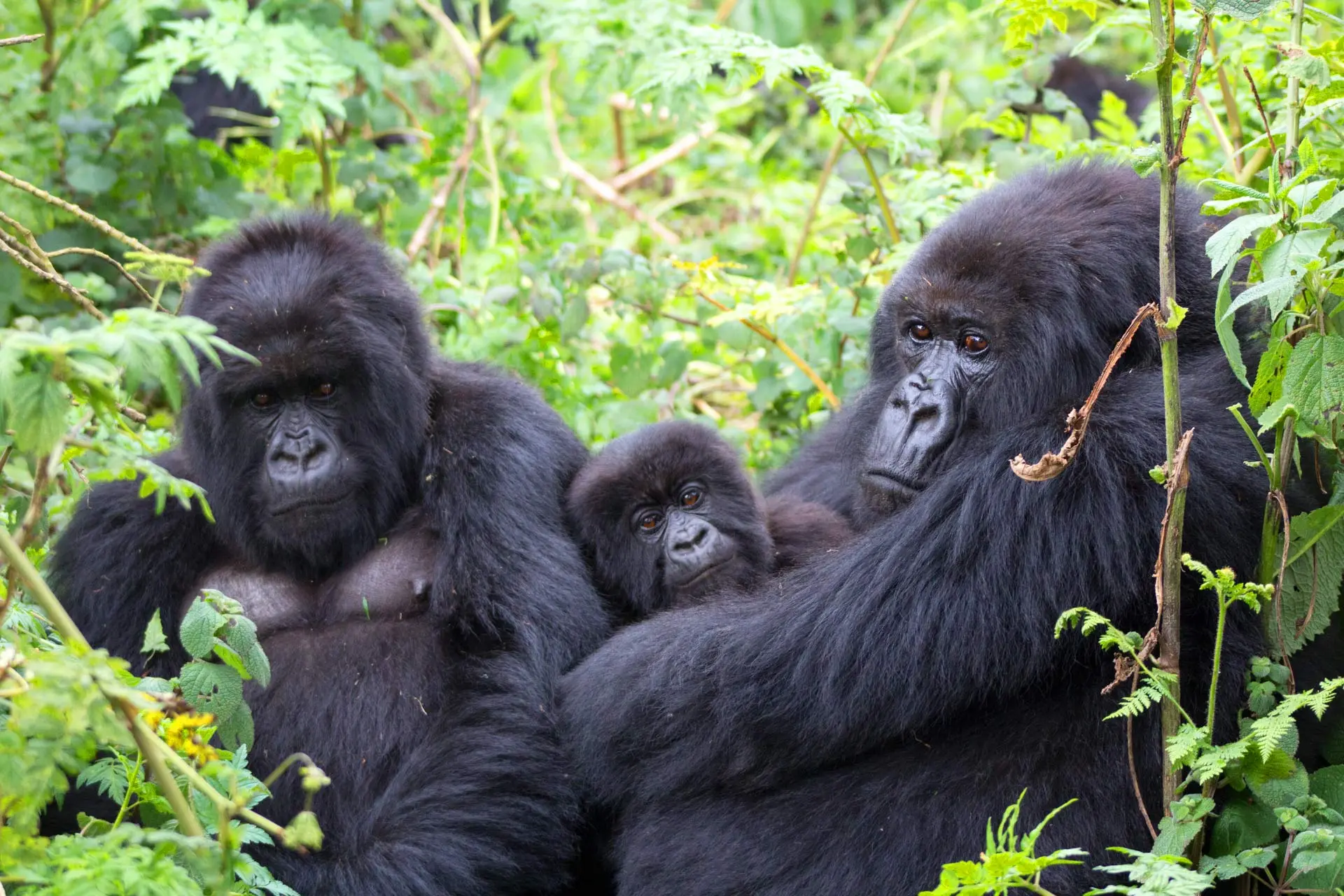 Gorilla Habituation Experience