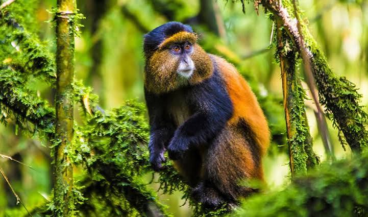 Mgahinga Gorilla National Park