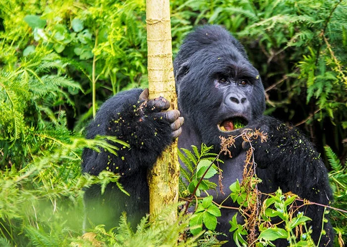 Chimpanzee Trekking