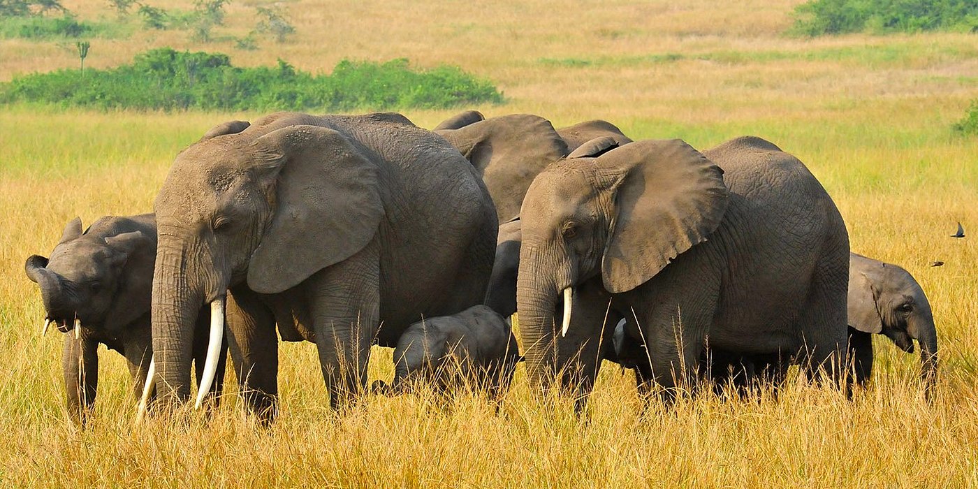 Game Drives