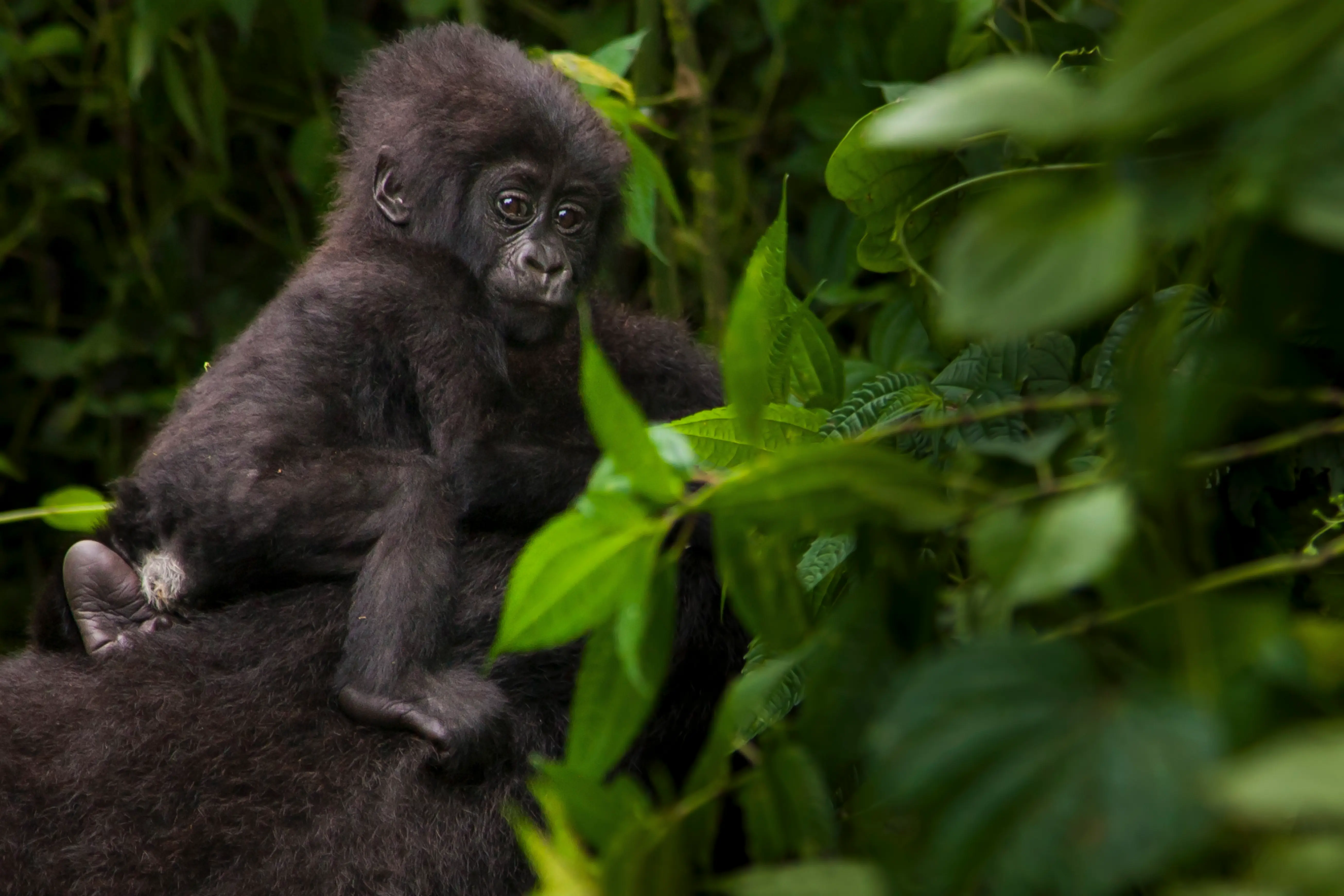 Gorilla Trekking
