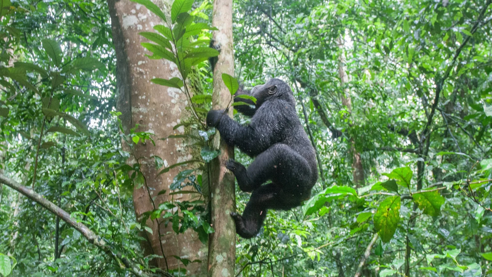 Chimpanzee Habituation Experience (CHEX)