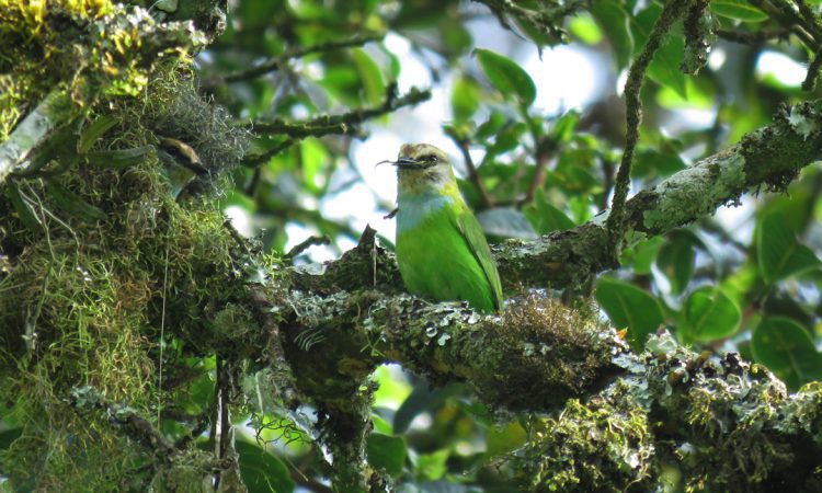Bwindi Impenetrable National Park