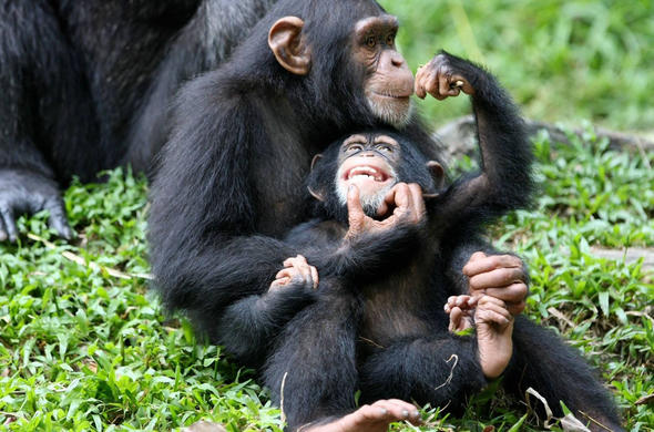 Chimp Trekking