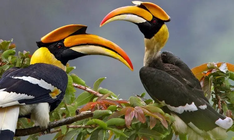 Kibale Forest National Park