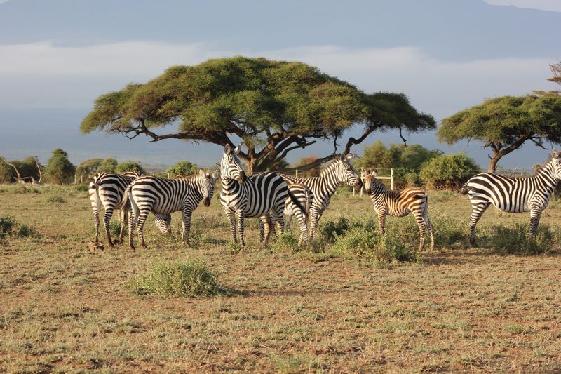 Masai Mara National Reserve