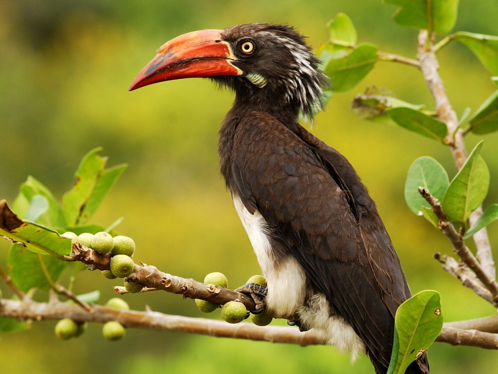 Bird watching at Bwindi