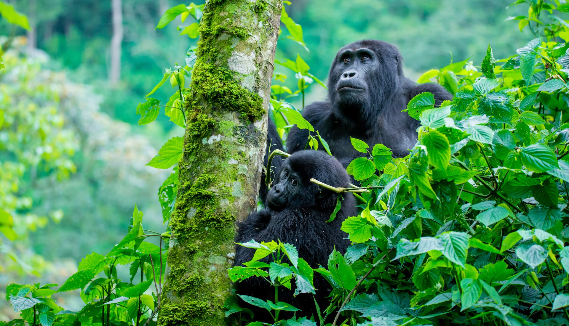 4 Days Gorillas in Bwindi South Uganda