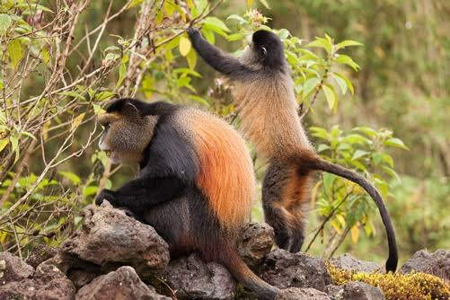 4 Days Gorillas and golden monkeys safari