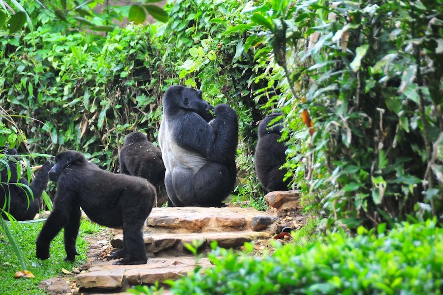 4 Days Gorillas in Bwindi South Uganda